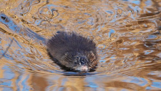 Schwimmende Bisamratte (Ondatra zibethicus) auf reflektierendem Wasser