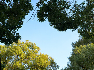 Peaceful View of Lush Green Trees Framing a Clear Sky