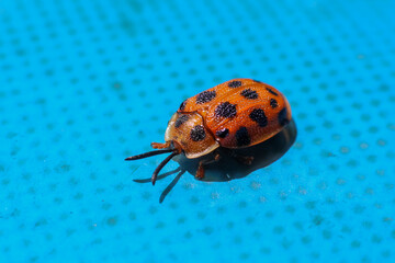 Selective focus orange tortoise beetle with black spots, beautiful insect texture on a blue background of a peeling rubber boat.