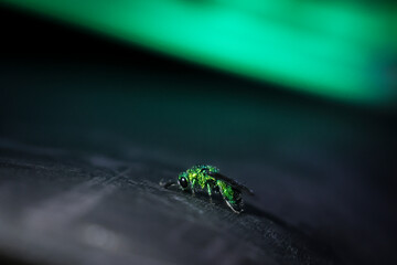 The selective focus Chrysididae Cuckoo wasp or Emerald wasp at night on a black background with light shining on a cute little emerald green insect.
