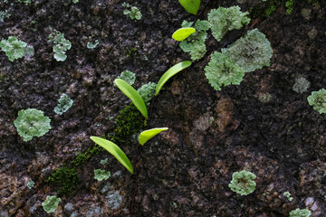 Selective focus fern, plants growing on moist rocks and moss in a lush rainforest in Thailand, natural texture background.