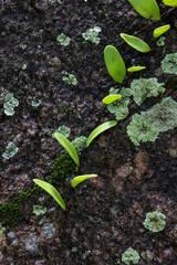 Selective focus fern, plants growing on moist rocks and moss in a lush rainforest in Thailand, natural texture background.