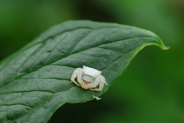 Close-up of a white spider on green leaves in the forest in the rainy season. Green nature background.