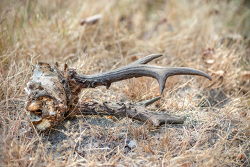 Anlers and top of the skull of a Roe deer buck on the edge of a forest path. Capreolus capreolus, Sologne, Loiret 45, r&eacute;gion Centre Val de Loire, France, European Union, Europe