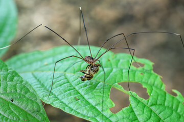 Close-up spider Harvestmen hunting prey on green leaves in the forest during the rainy season. Green nature background.