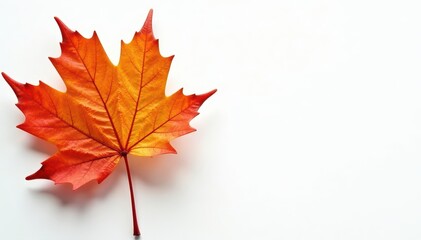 Fototapeta premium Intricate veining of an autumn maple leaf, bright orange hue, clean white background , fall, tree, foliage