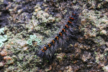 Selective focus Macrobrochis gigas caterpillars, black with soft white fluff on mossy rocks at the beginning of the rainy season. These caterpillars are non-poisonous and in the middle of lush forest.