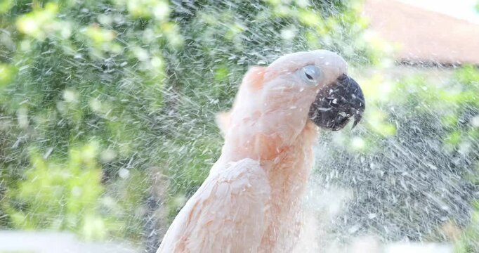 A white cockatoo sits on a branch.