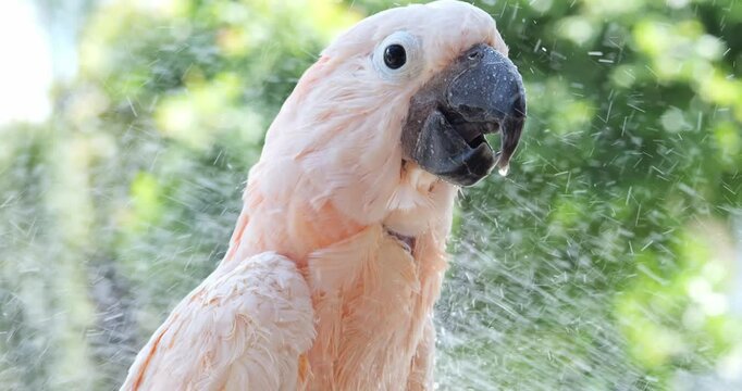 Cockatoo enjoys playing in the water. A white cockatoo sits on a branch. 