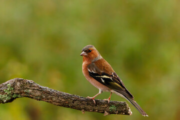 Common chaffinch perched on a branch.