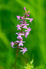 Mücken-Händelwurz (Gymnadenia conopsea)
