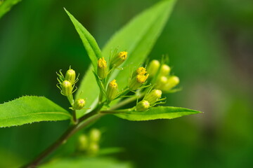 Blütenstand des Hain-Greiskraut (Senecio nemorensis)