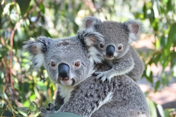Fototapeta premium Adorable Mother Koala Carrying Baby on Her Back.