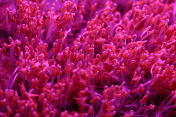 Microgreens under special ultraviolet light that stimulates the growth and development of plants in urban farming.