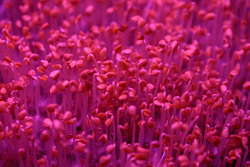 Microgreens under special ultraviolet light that stimulates the growth and development of plants in urban farming.