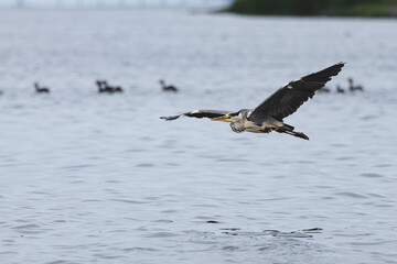 Grey heron in flight