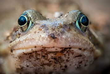 Close-up of a common frog (Rana temporaria) head and eyes set against a blurred earthy background.