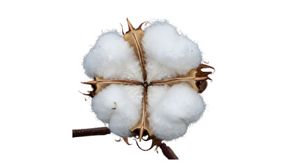 Cotton boll isolated on transparent background Generative Ai.
