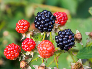 Close-up of black raspberries and blackberries on a bush: juicy berries, ready to be picked, against a background of green leaves.