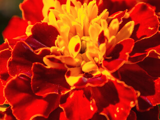 Macro photography of bright colors filled with rich shades that emphasize their beauty and the unique texture of the petals.