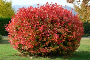 Naklejka premium Beautiful Photinia Fraseri Red Robin Shrub with Vibrant Autumn Colors in Attica, Greece Park