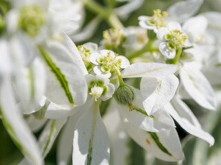 Macro photography of bright colors filled with rich shades that emphasize their beauty and the...