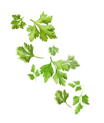 Fresh green parsley leaves in air on white background