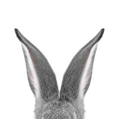 Cute grey rabbit ears on white background