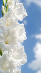Fototapeta premium Stunning White Gladiolus Flowers Against Blue Sky
