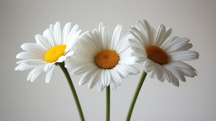 Three White Daisies on a Pale Gray Background with Copy Space, Perfect for Springtime Designs