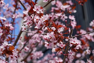 A purple leaf plum, or Prunus cerasifera, pissardii, tree, blossoming in March, in Attica, Greece