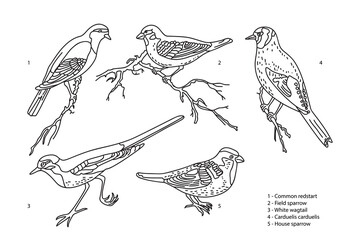 Line art botanical collection with garden birds isolated on white background. Hand drawn outline set of birds vector illustration. Graphic design for School Learning Material Manual Science Coloring