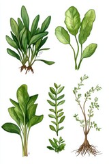 Naklejka premium Illustration of Nephrolepis exaltata Boston showcasing its various plant parts with detailed features