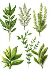 Obraz premium Illustration showcasing different parts of Nephrolepis exaltata, revealing the diverse leaf structures