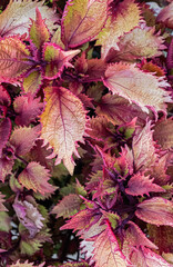 Colorful Leaves of Coleus closeup.