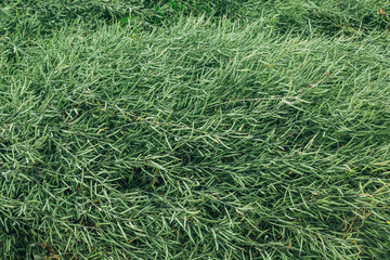 Green mustard pods growing at agriculture field