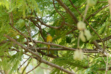 Scarlet minivet on the branch