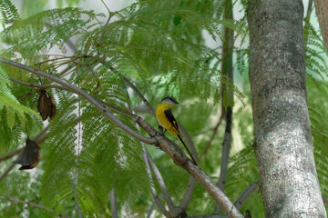 Scarlet minivet on the branch