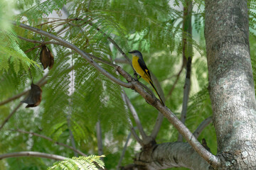 Scarlet minivet on the branch