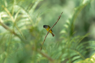 grey-headed canary flycatcher on the branch