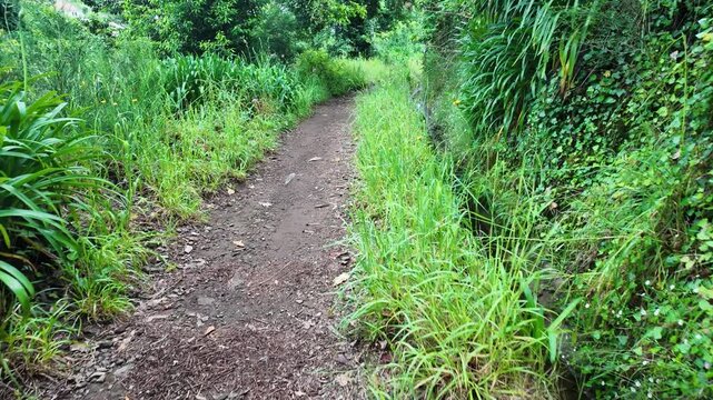 Footpath along irrigation channel called levada in Camacha city on Madeira Island, Portugal