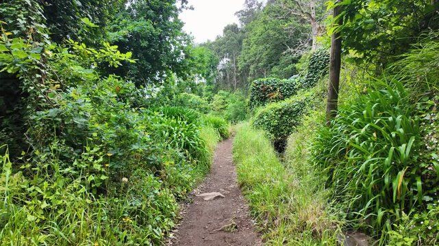 Footpath along irrigation channel called levada in Camacha city on Madeira Island, Portugal