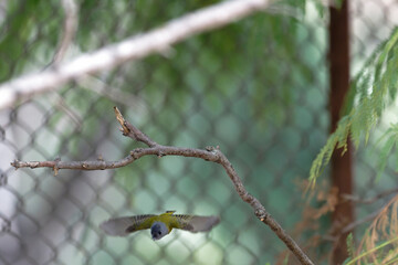 grey-headed canary flycatcher on the branch
