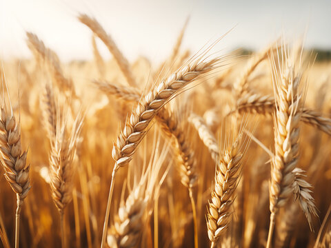 Wheat field rippling in the wind with golden hues showing a rich and promising harvest