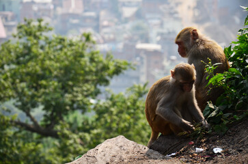 Life animals monkeys family playing eat drink and rest relax on floor garden park at outdoor on mountain forest jungle of Swayambhunath stupa in Monkey temple and lord buddha eyes in Kathmandu, Nepal