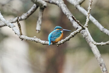 枝にとまるカワセミ