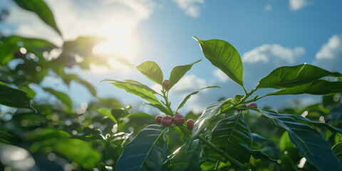 Ripe coffee beans on a branch. Close-up shot of harvest