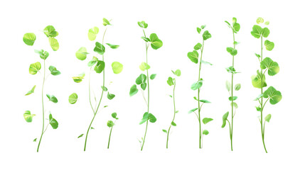 Obraz premium Pack Cilantro Set Against Transparent Background for Herb Illustrations, Organic Product Branding, or Culinary Designs