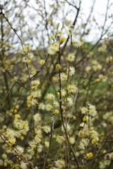 blossoming apple tree