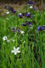 blue flowers in the garden